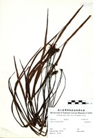 藏品(垂葉書帶蕨)的圖片